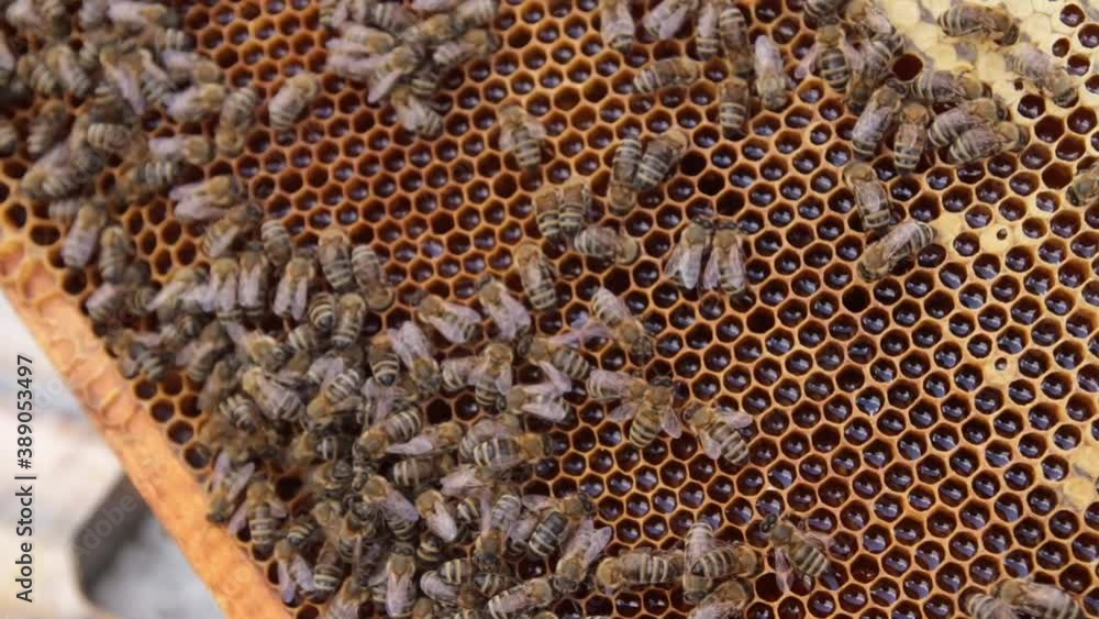 Bees on the frame with honeycombs in the hive work and create honey. Bees on the frame with honeycombs in the hive work and create honey.