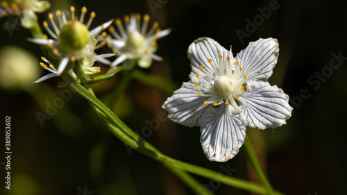 Close Look at the Petals of a Delicate White Bog Star