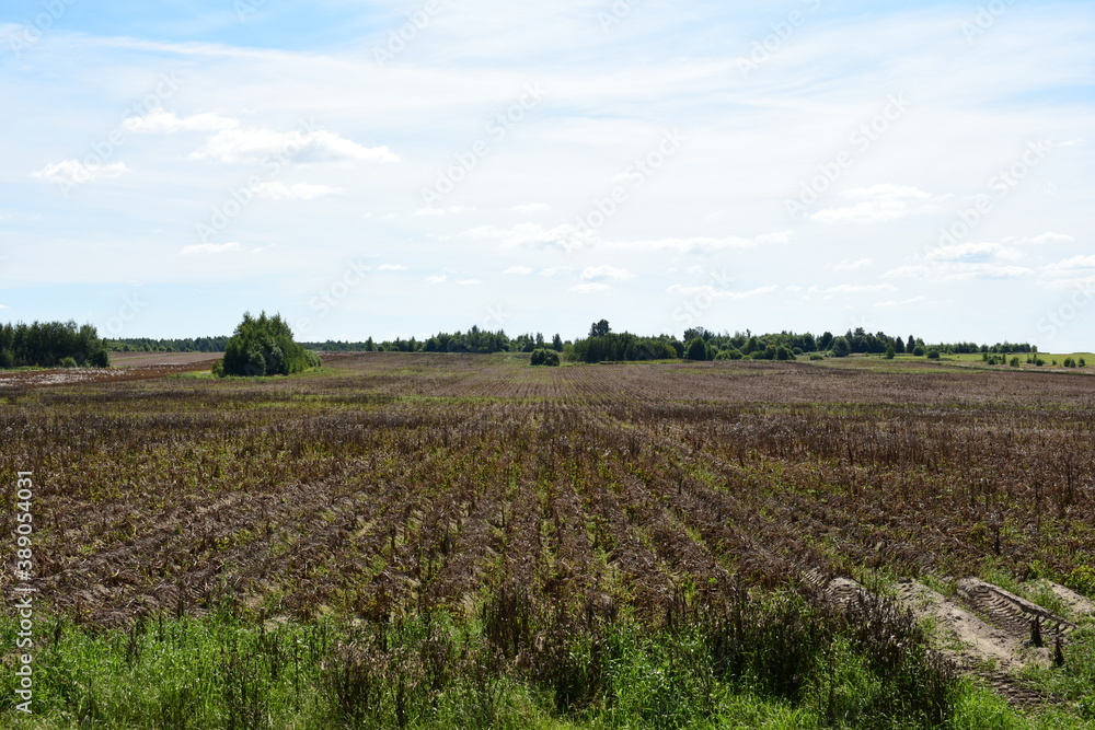 Fototapeta premium field of lavender