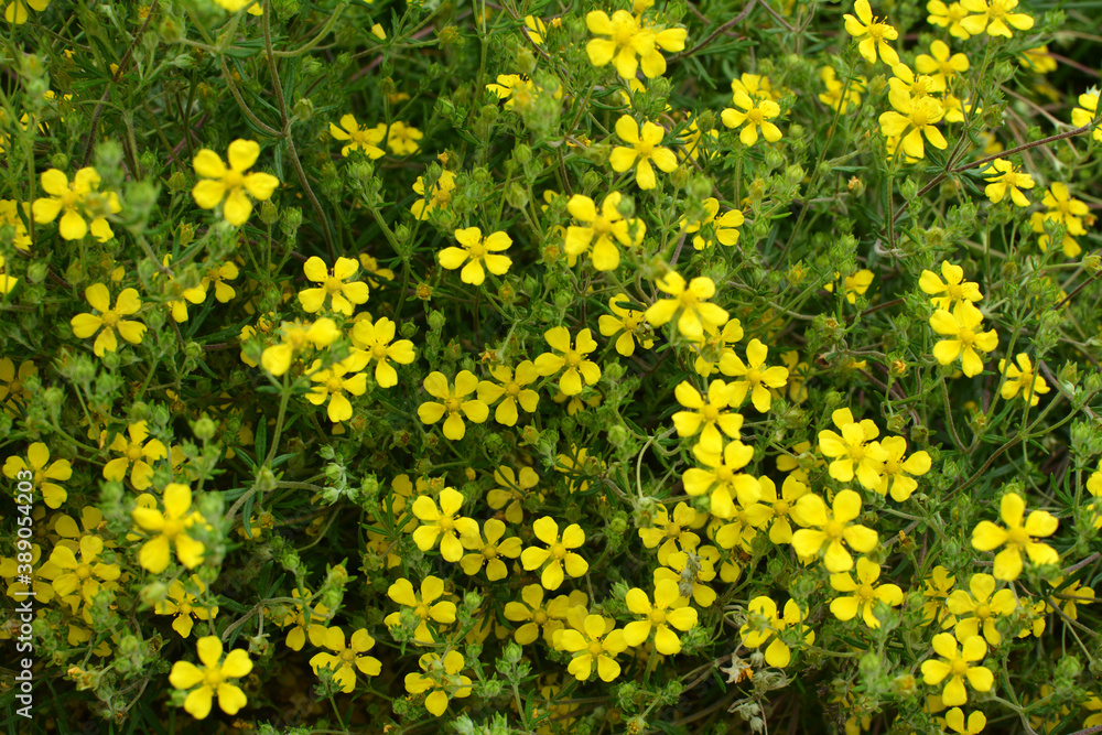 Fototapeta premium In nature grows potentilla