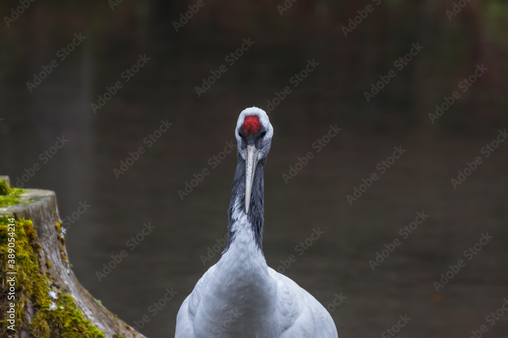 Obraz premium single manchurian crane looks in the camera