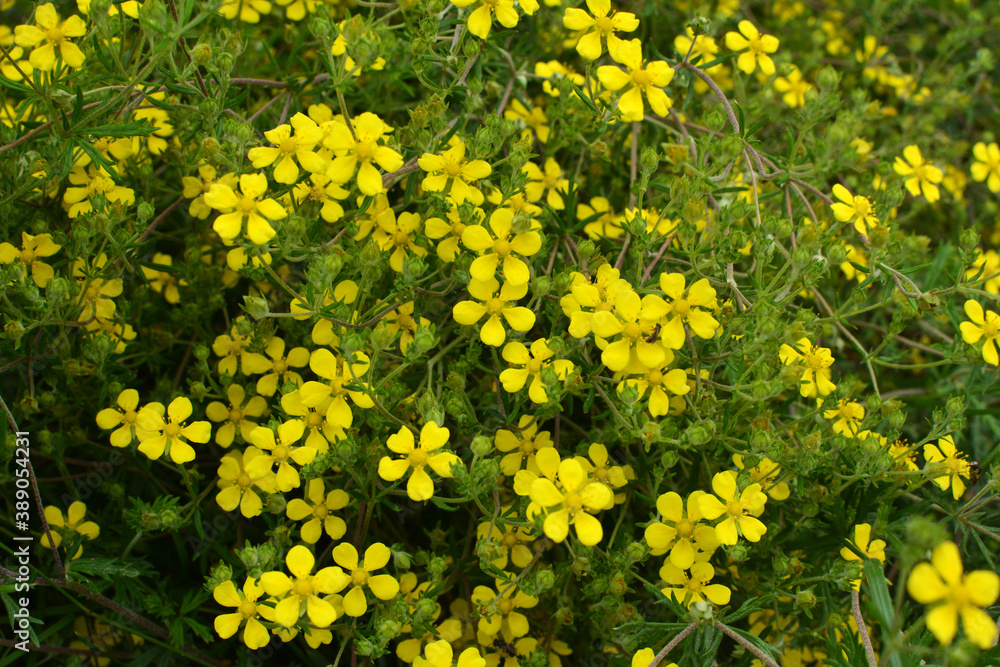 Obraz premium In nature grows potentilla