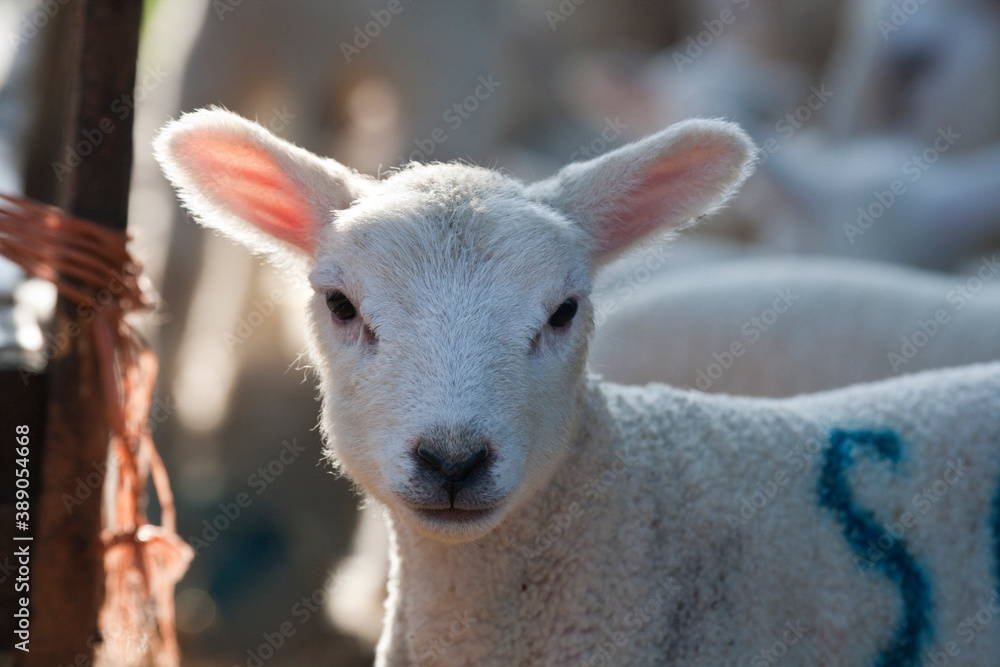 New born Lleyn lamb portrait at lambing time