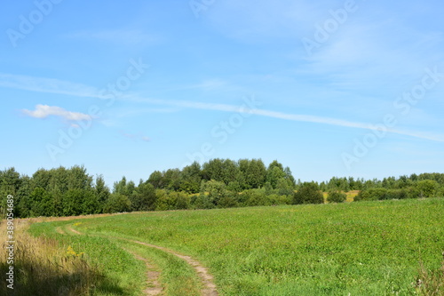 landscape with grass and sky