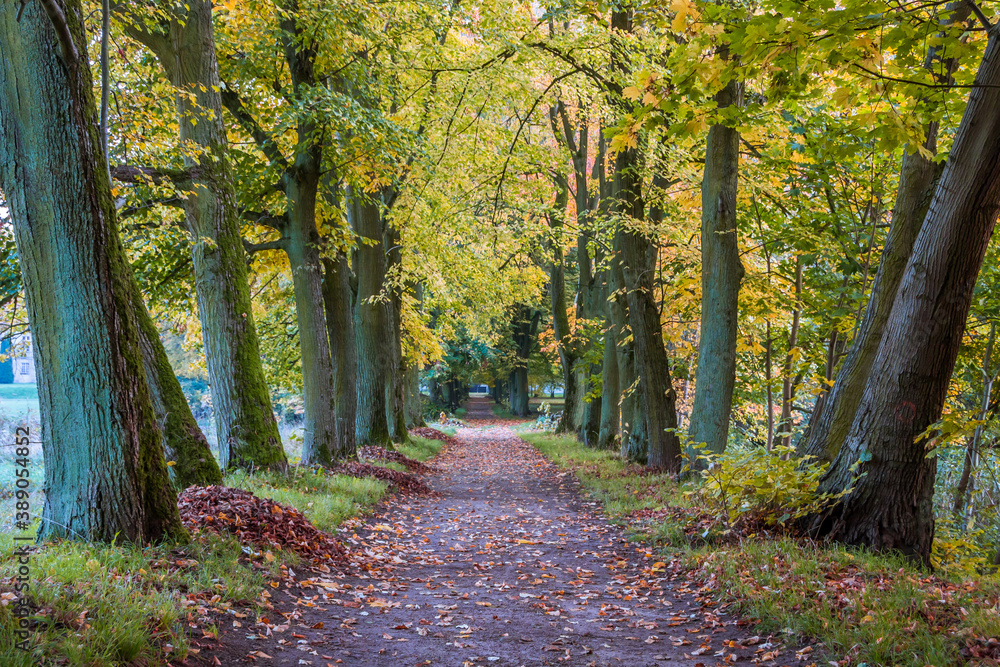 Obraz premium Autumn trees alley with colorful leaves in the park