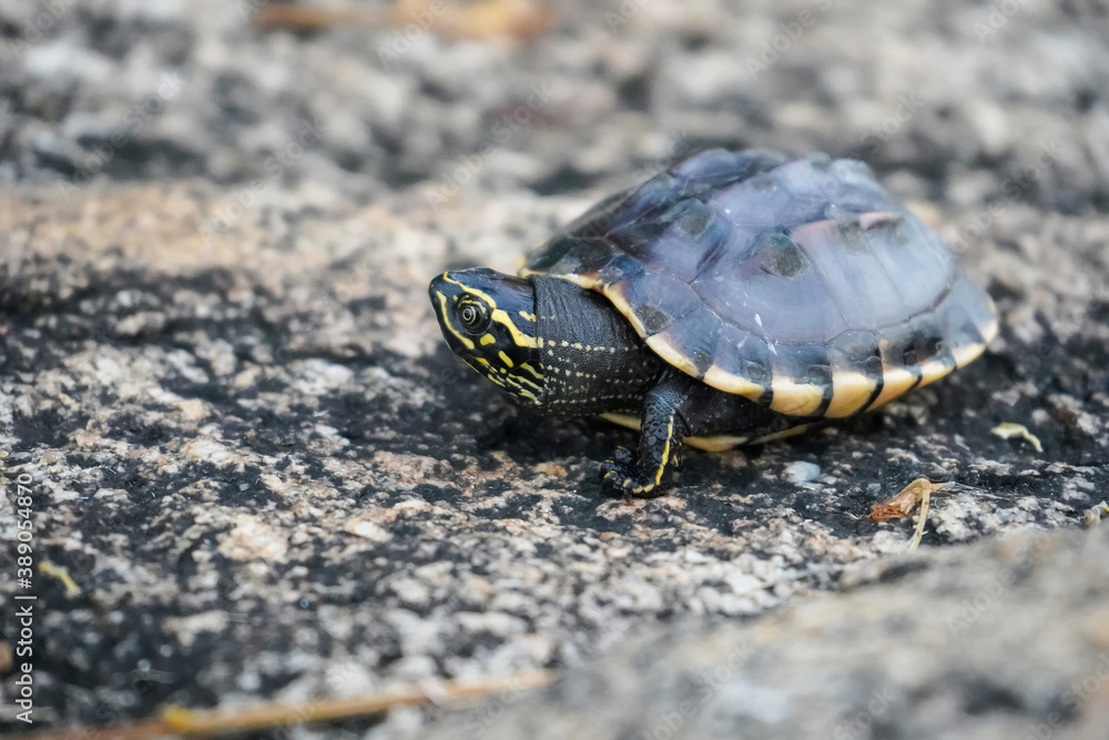 Fototapeta premium A small snail-eating turtle slowly crawling on the rock