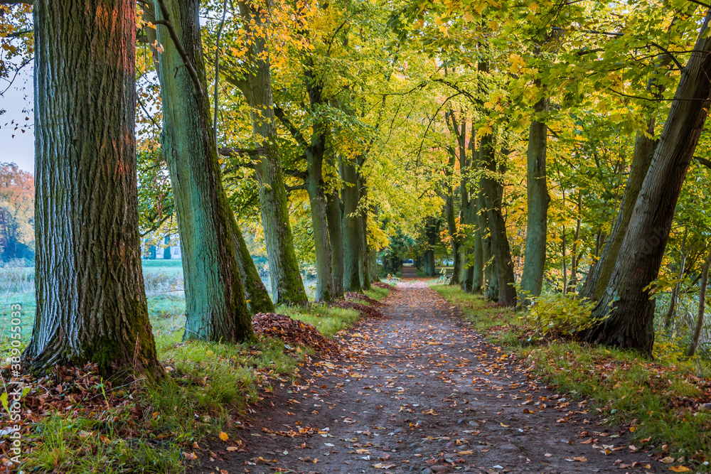 Fototapeta premium Autumn trees alley with colorful leaves in the park