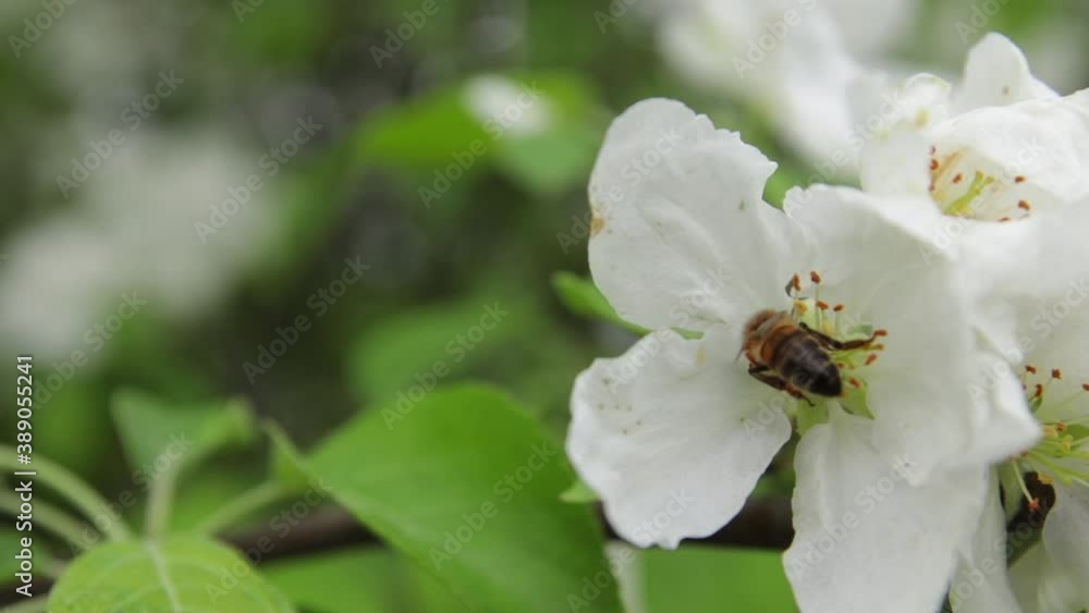 the bee in spring collects pollen from an apple tree flower, to prepare honey the bee in spring collects pollen from an apple tree flower, to prepare honey