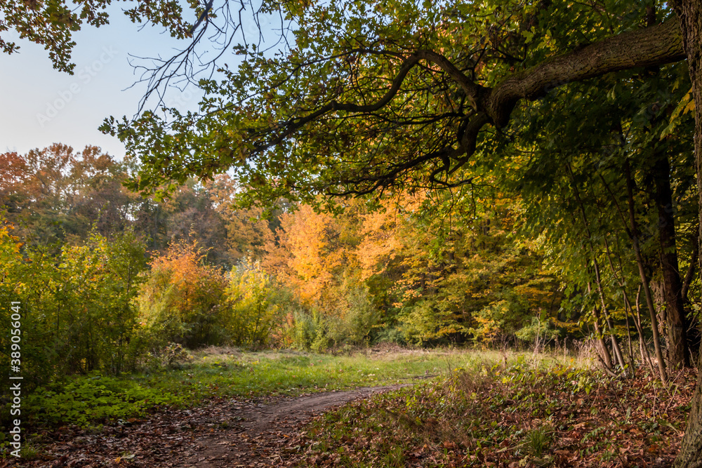 Autumn trees alley with colorful leaves in the park Autumn trees alley with colorful leaves in the park