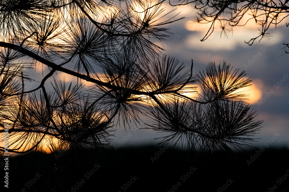 Silhouette of pine branches against cloudy sunset Silhouette of pine branches against cloudy sunset