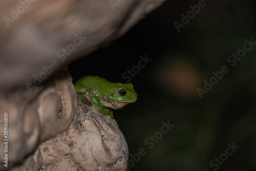 Green Tree Frog