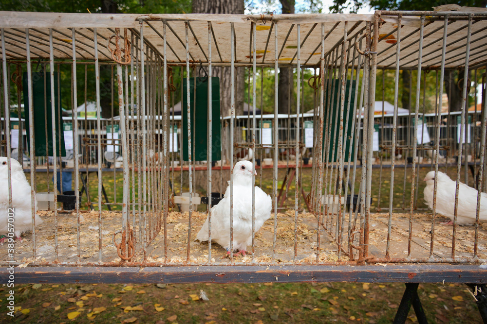 Pigeons exhibition. Pigeons in cages at pigeon auction. Pigeons