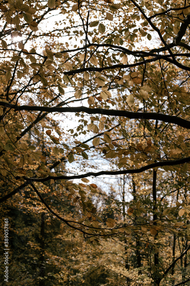 autumn in the forest
