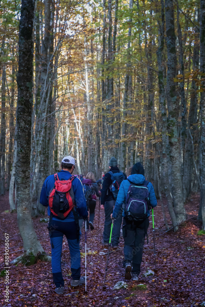 Group hikers among the beech trees in autumn. Group hikers among the beech trees in autumn.