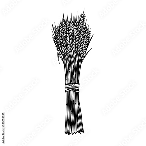 Illustration of sheaf of a wheat in engraving style. Design element for emblem, sign, poster, card, banner, flyer. Vector illustration