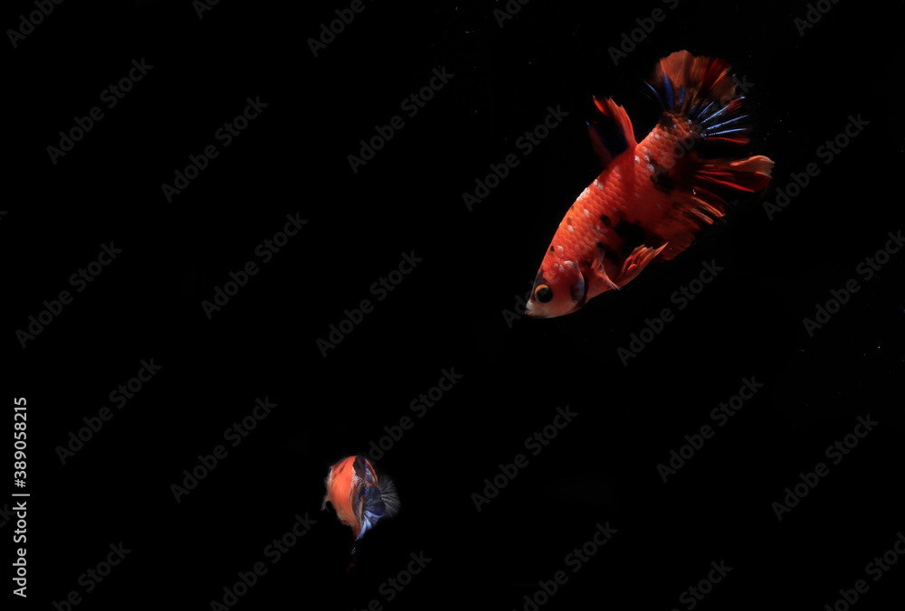 A Couple of Beautiful Orange Nemo Betta fish, at Black background A Couple of Beautiful Orange Nemo Betta fish, at Black background