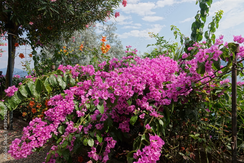 Blühende Bougainvillea auf der Isola Madre, Lago Maggiore Blühende Bougainvillea auf der Isola Madre, Lago Maggiore