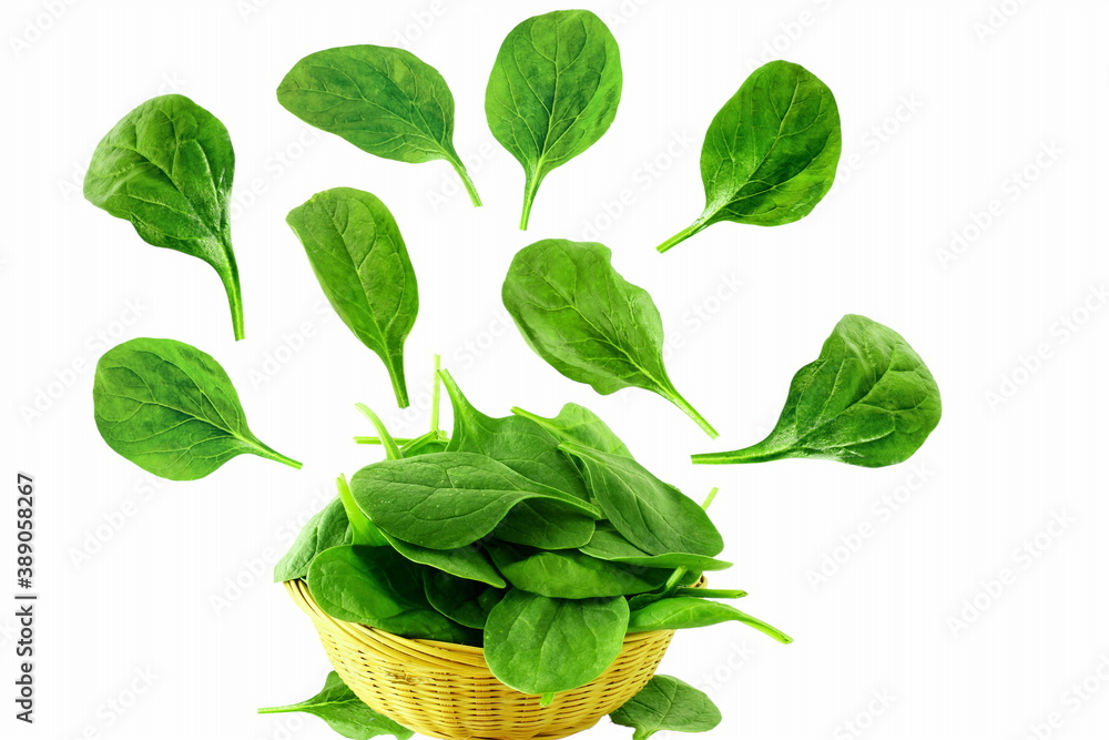 garden fresh green spinach leaves isolated closeup on white background garden fresh green spinach leaves isolated closeup on white background