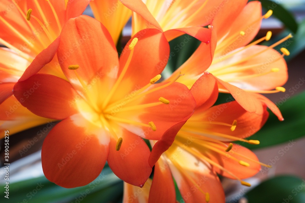 Clivia miniata, the Natal lily, bush lily, or Kaffir lily blooming. Close up of beautiful flower petals. Clivia miniata, the Natal lily, bush lily, or Kaffir lily blooming. Close up of beautiful flower petals.