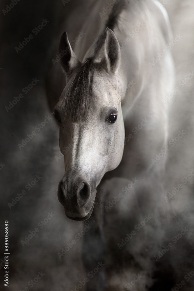 Obraz premium Arabian horse portrait in dust and smoke