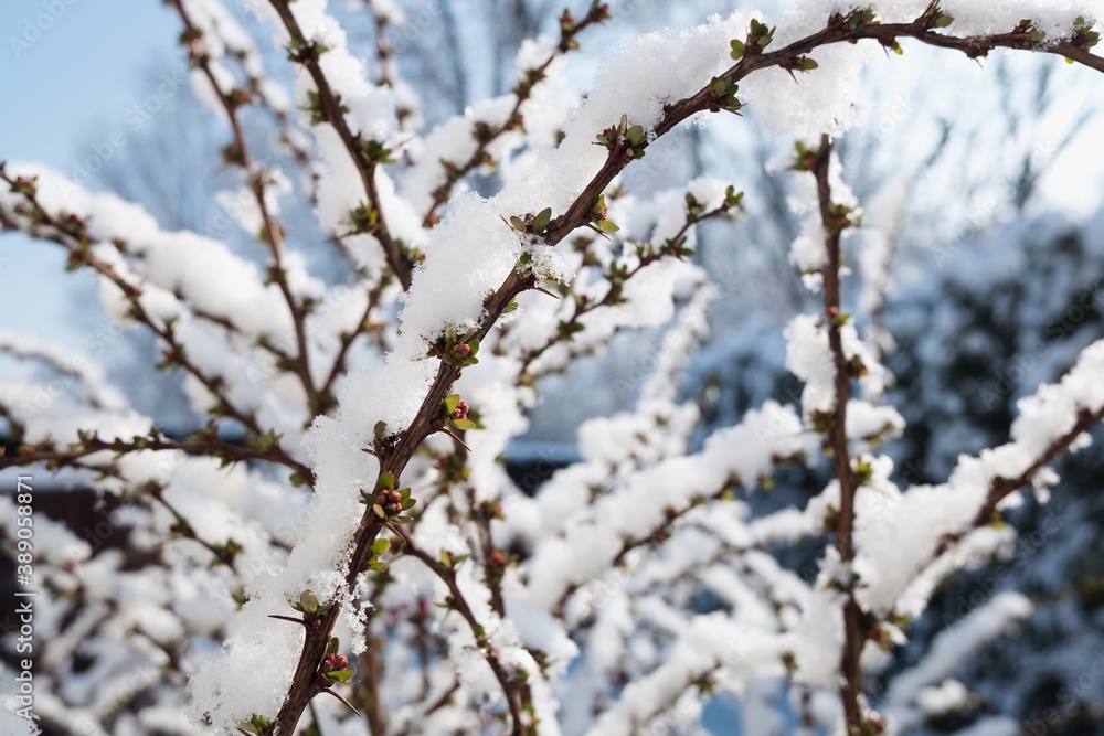 Barberry - berberis vulgaris. Closeup of berries on branch under snow in winter.