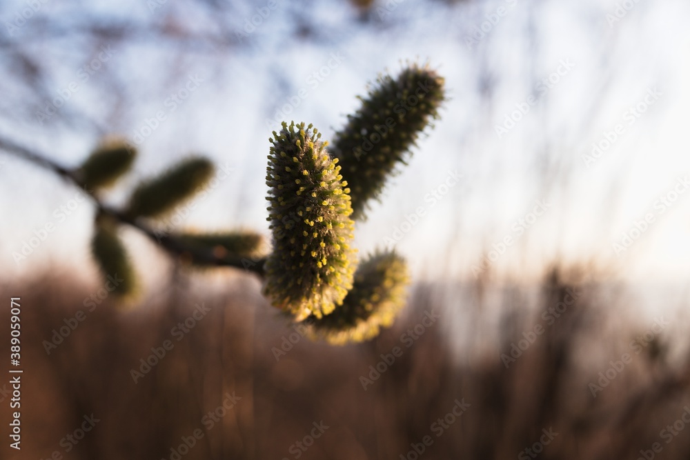Closeup detail of willow catkins. Sunny spring evening. Catkins of Salix caprea, willow yew. Closeup detail of willow catkins. Sunny spring evening. Catkins of Salix caprea, willow yew.