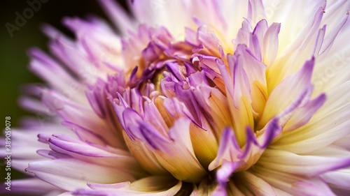 Schilderij op canvas flower