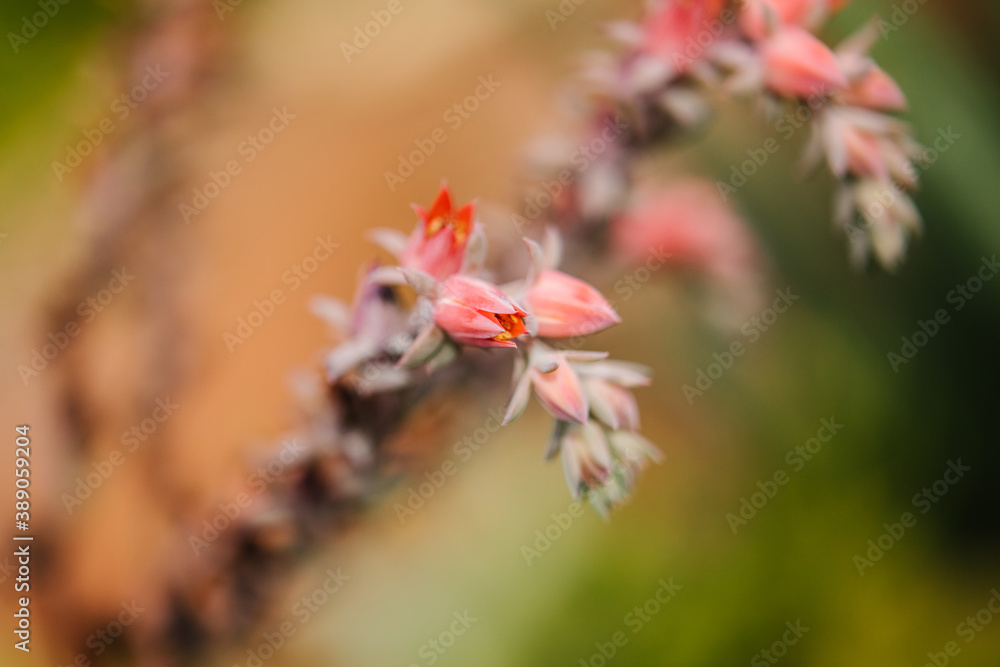 Soft Pink Floral Background Soft Pink Floral Background