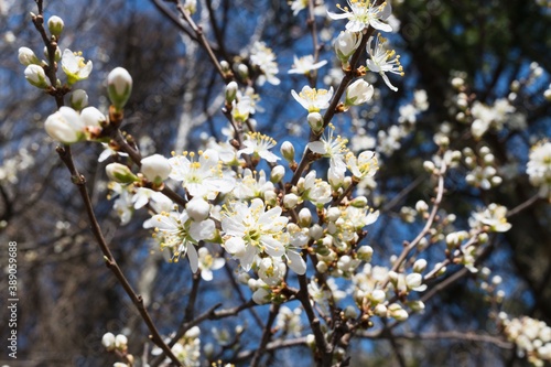 Blooming cherry tree flowers. Closeup macro photo. © 3dillustrations