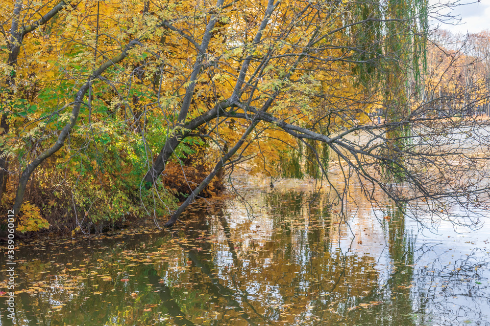 Autumn bright colorful landscape, tree leaning over the pond