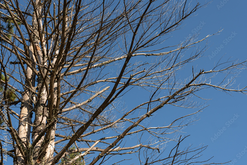 Brown birch branches against blue sky Brown birch branches against blue sky