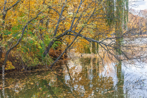 Autumn bright colorful landscape  tree leaning over the pond