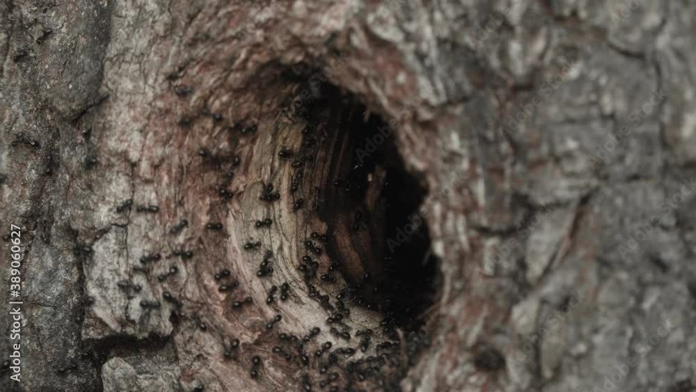 An anthill built in a wooden hollow. The movement of the ants is photographed up close An anthill built in a wooden hollow. The movement of the ants is photographed up close