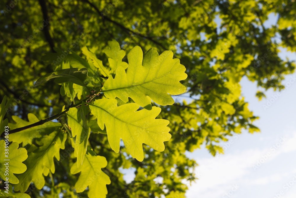 Young spring oak leaves shining green in low sunlight. Smooth buttery bokeh. Young spring oak leaves shining green in low sunlight. Smooth buttery bokeh.