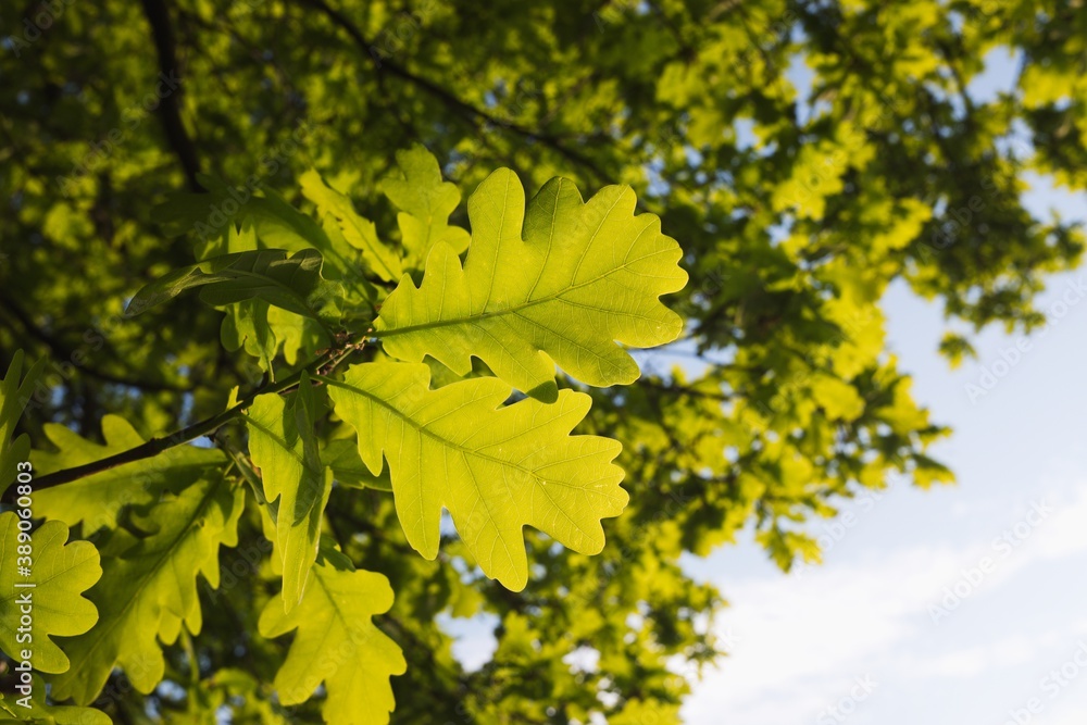 Young spring oak leaves shining green in low sunlight. Smooth buttery bokeh.