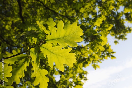 Young spring oak leaves shining green in low sunlight. Smooth buttery bokeh.