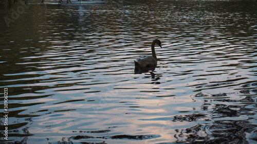 A white swan floats on a blue lake. The waterfowl lives in the park.