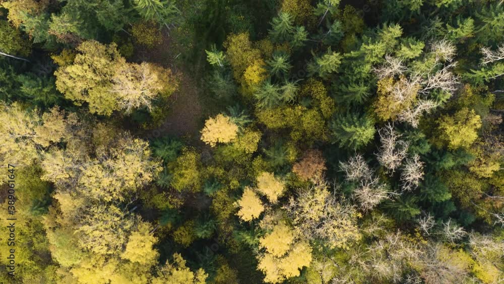 Drone shot flying in autumn forest, top down view. Slow flight in forest on fall season. Drone shot flying in autumn forest, top down view. Slow flight in forest on fall season.