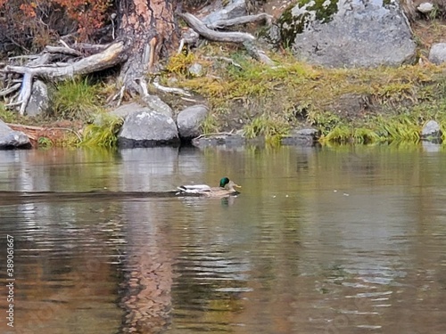 Ducks swimming up the river on an Autumn day 