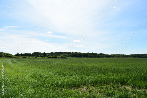 green field and blue sky © Людмила Мазовецкая