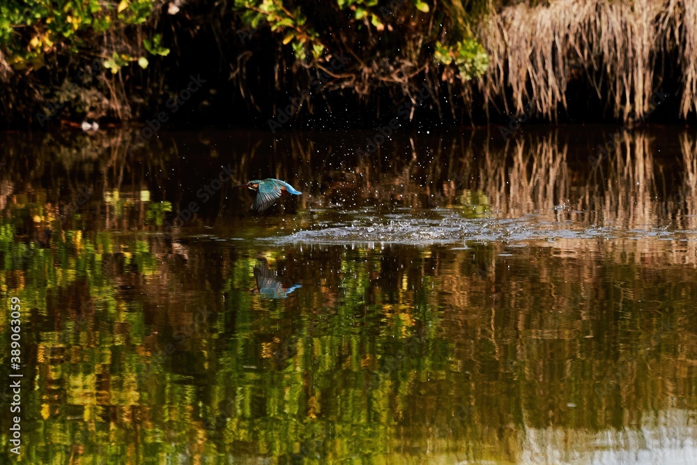 colorful kingfisher in flight is reflected in the water surface colorful kingfisher in flight is reflected in the water surface