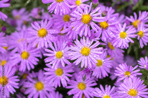 Purple flowers of Italian Asters, Michaelmas Daisy Aster Amellus , known as Italian Starwort, Fall Aster, violet blossom growing in garden, Italy. Soft focus