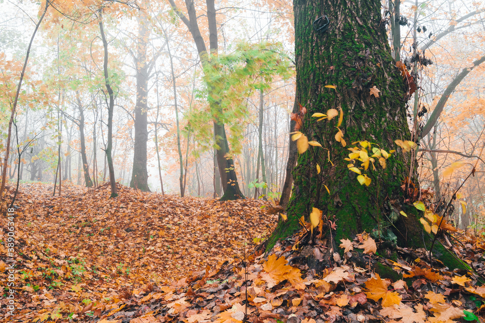 Autumn foggy landscape in a city Park. In the foreground is a large tree covered with moss. There is a carpet of fallen leaves on the ground. Autumn foggy landscape in a city Park. In the foreground is a large tree covered with moss. There is a carpet of fallen leaves on the ground.