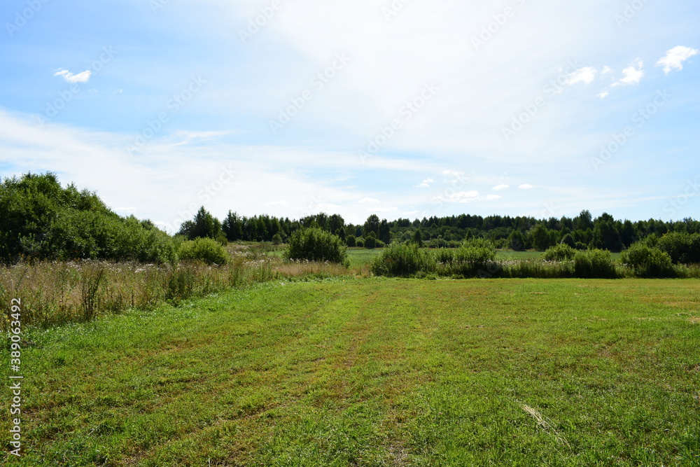 landscape with grass and sky