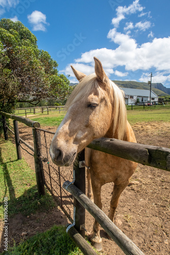 palamino horse in a paddock © danedwards