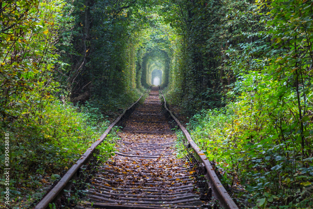 Trees tunnel Trees tunnel