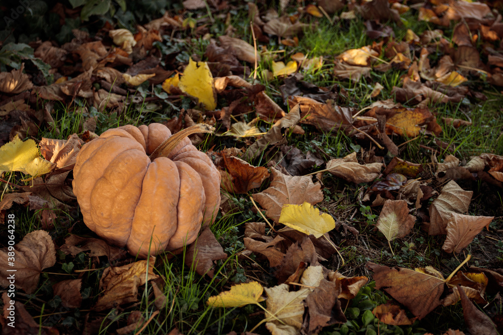 a freshly picked pumpkin resting on the ground. autumn concept a freshly picked pumpkin resting on the ground. autumn concept