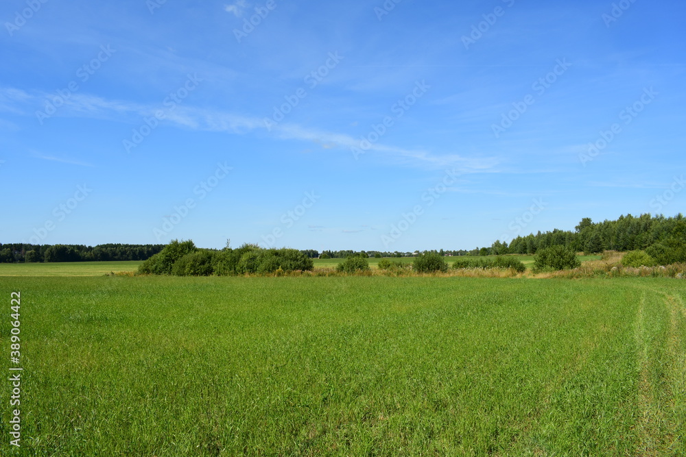 field and blue sky