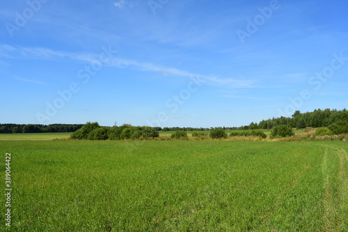 field and blue sky