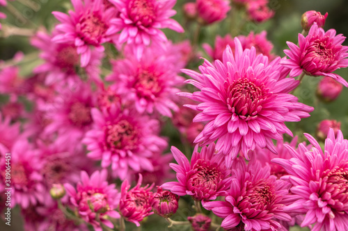 Pink flowers of the aster. Aster Dumosus